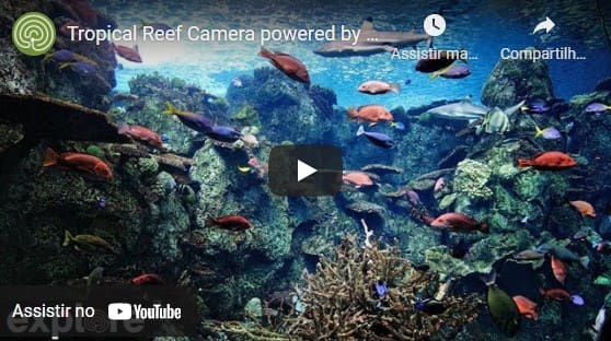 Aquário ao VIVO no YouTube